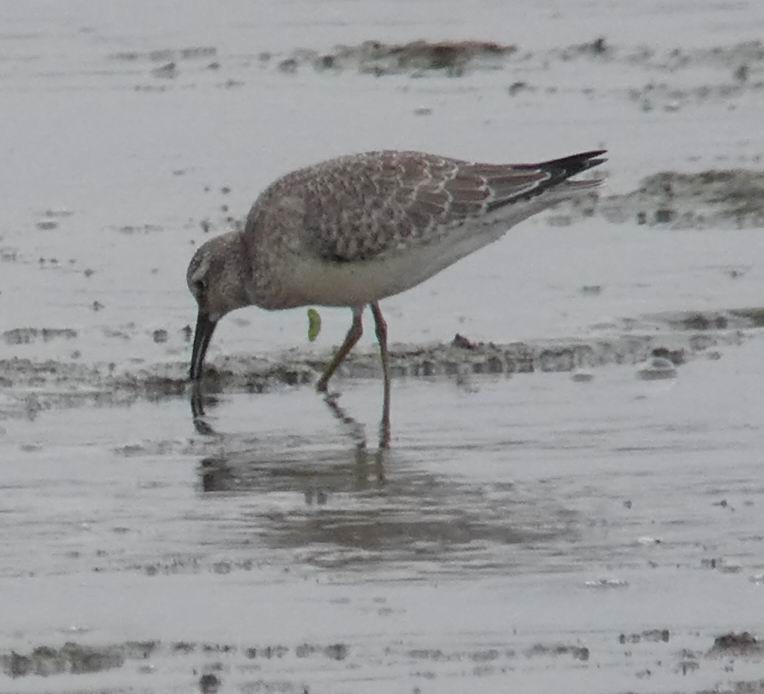 Red Knot - ML350882261