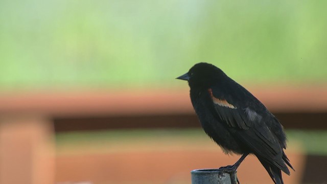Red-winged Blackbird - ML350882361