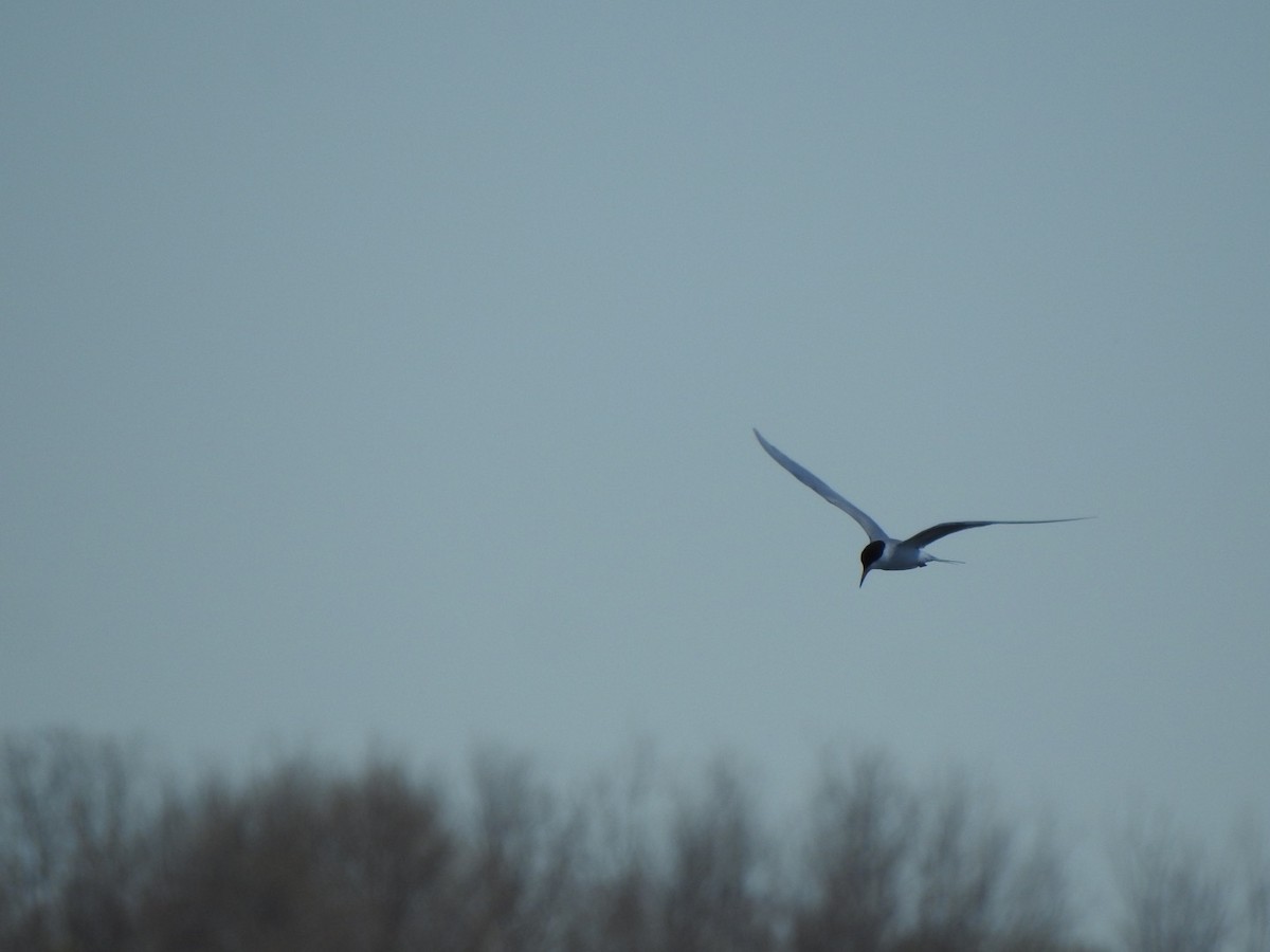 Forster's Tern - Matthew Thompson