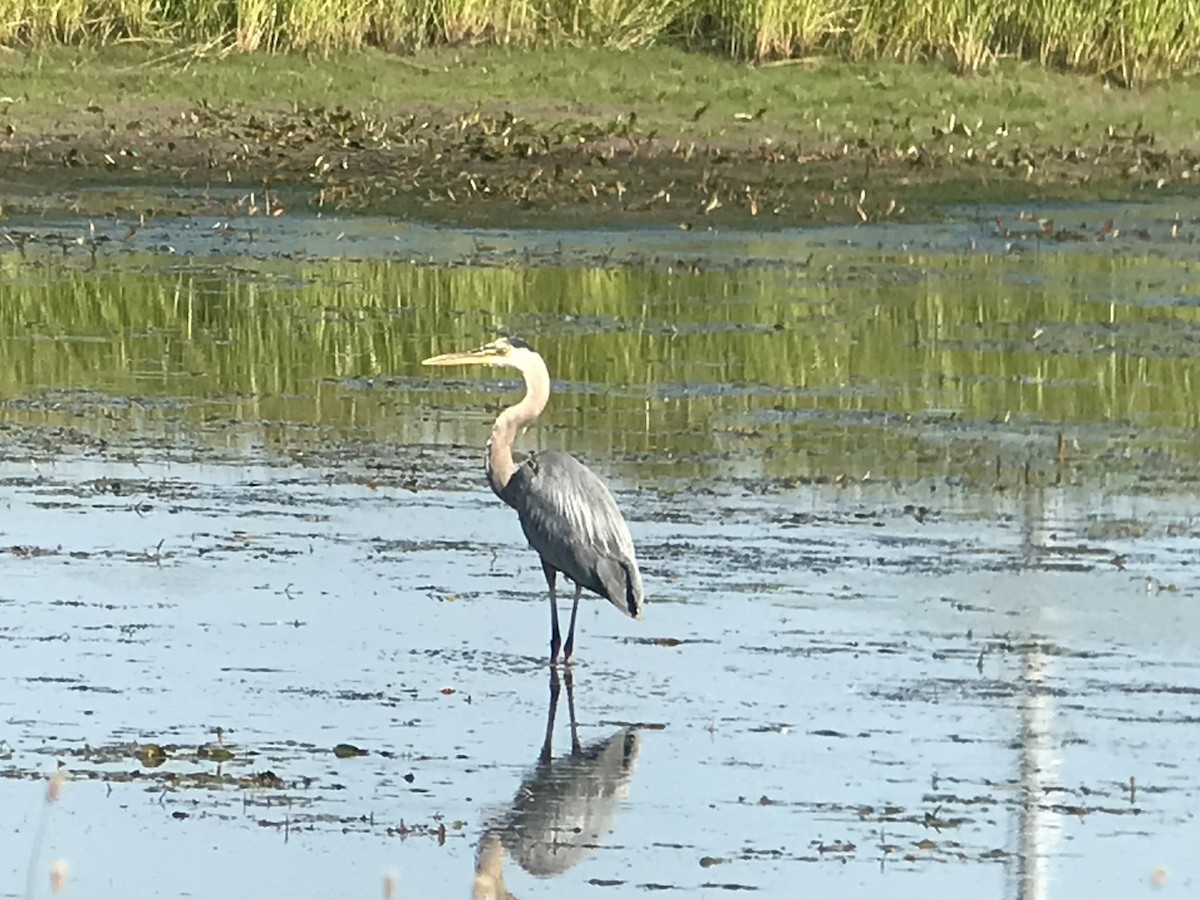 Great Blue Heron - ML350885651