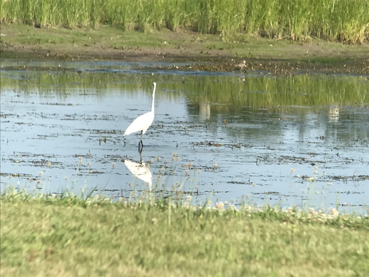 Great Egret - ML350885791