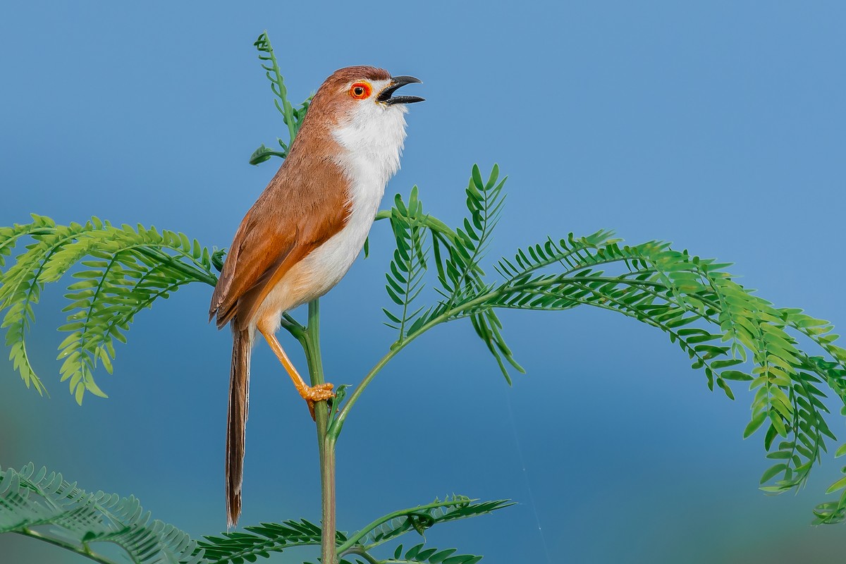 Yellow-eyed Babbler - ML350888901