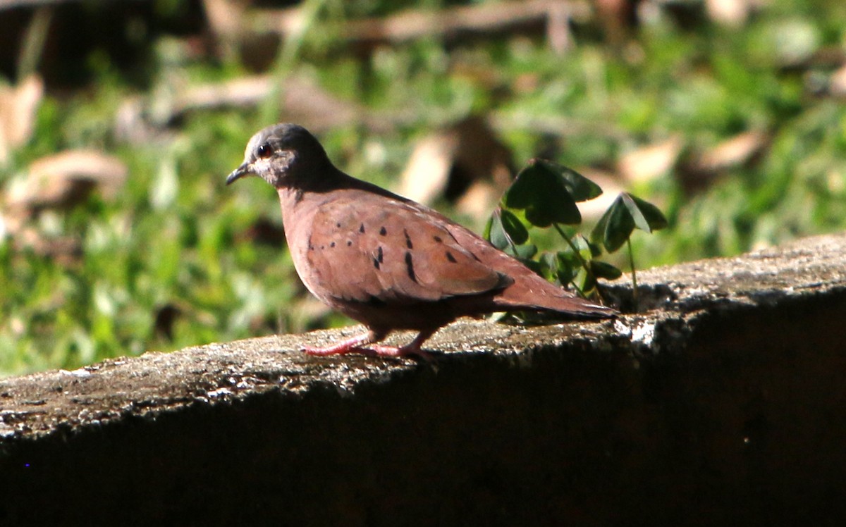 Ruddy Ground Dove - Feliciano Lumini