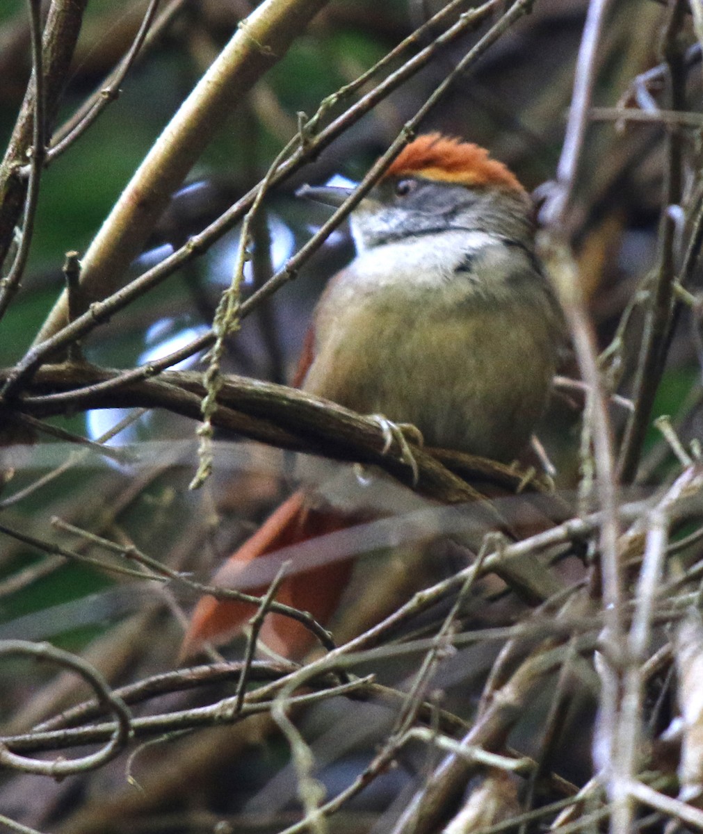 Rufous-capped Spinetail - ML350889581