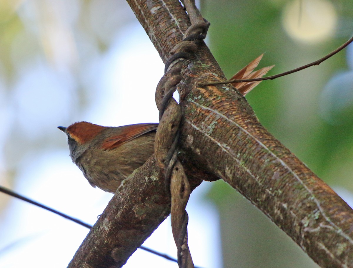 Rufous-capped Spinetail - ML350889591