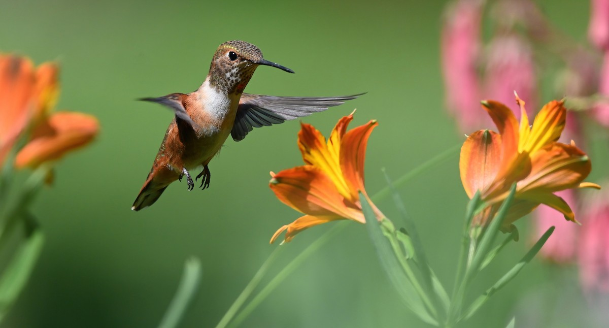 Rufous Hummingbird - ML350892691