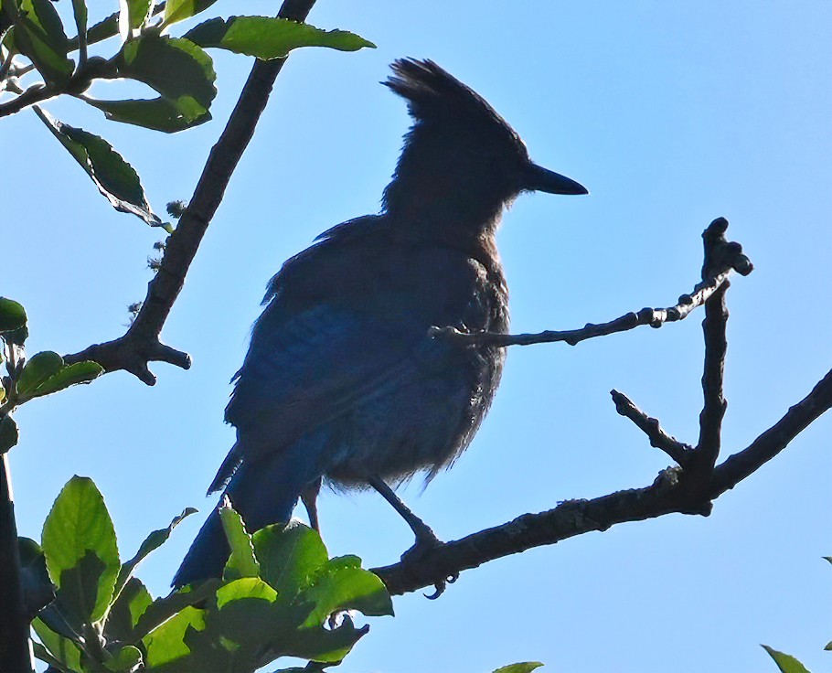 Steller's Jay - ML350892821