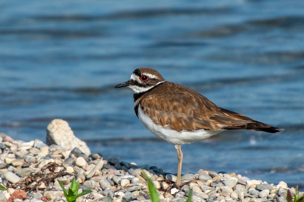 Killdeer - David Lightheart