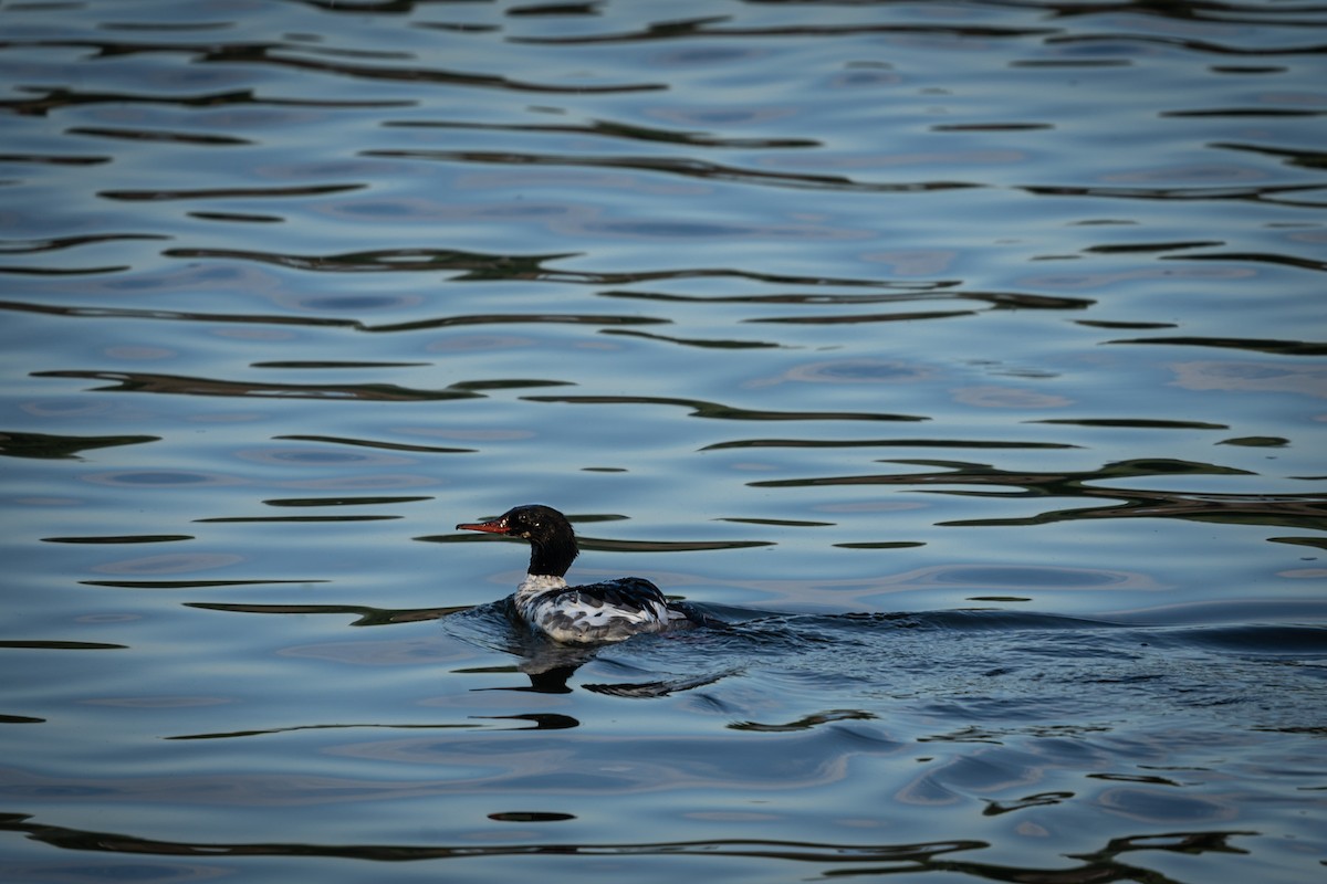 Common Merganser - Isaac Howell