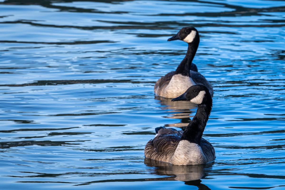 Canada Goose - ML350894951