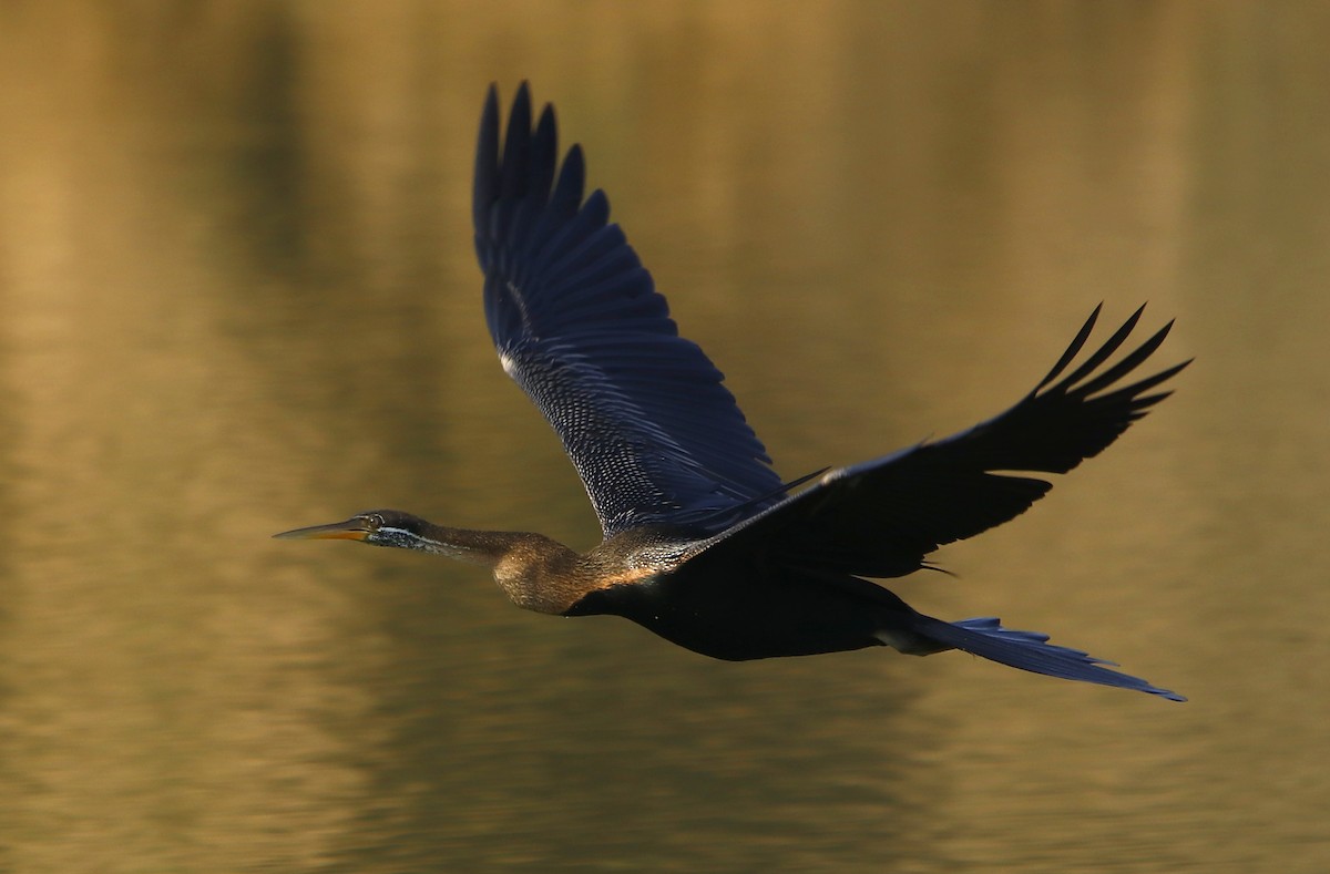 anhinga indomalajská - ML350895171