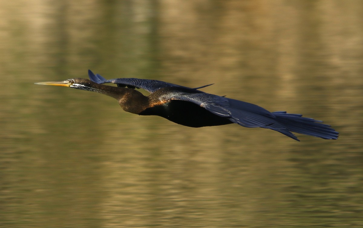 anhinga indomalajská - ML350895271