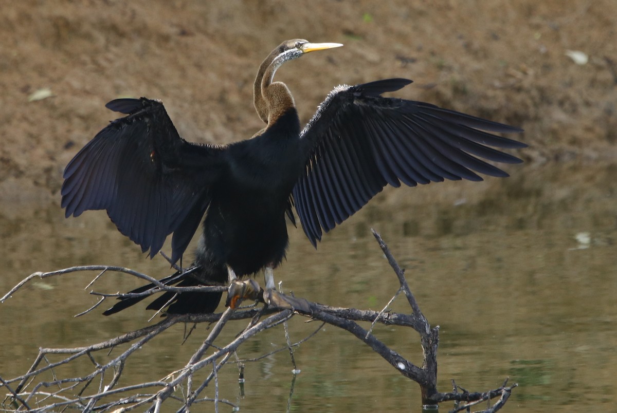 anhinga indomalajská - ML350896051