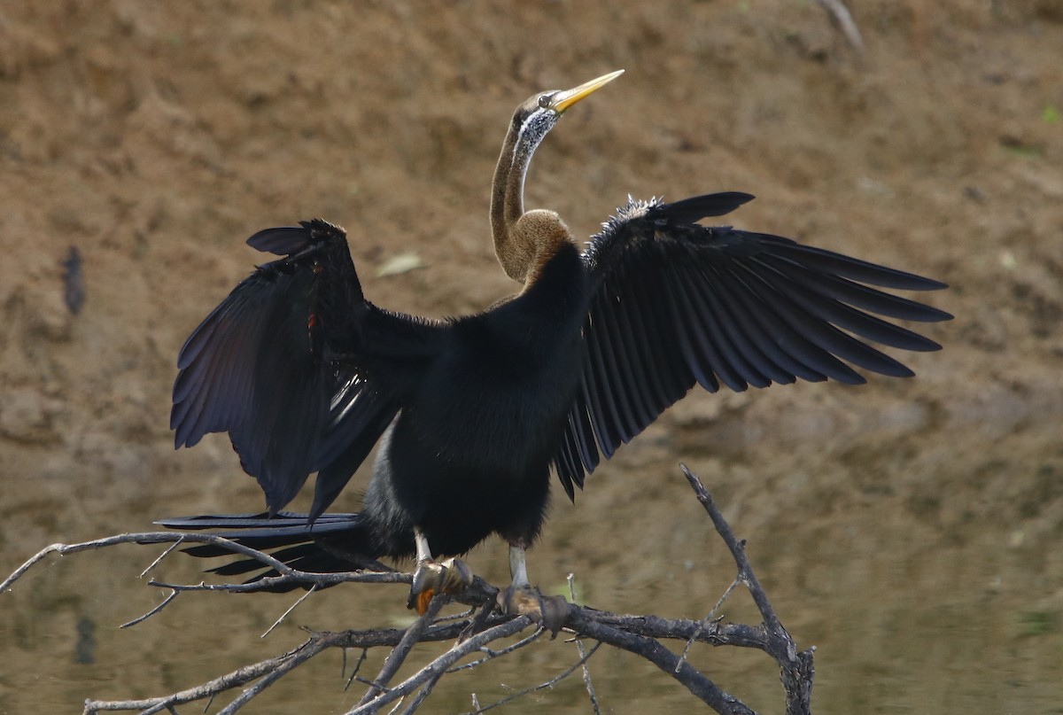 Oriental Darter - ML350896161