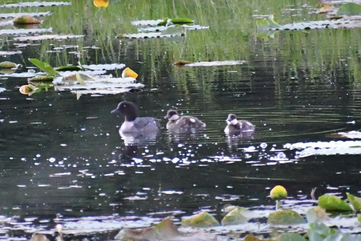 Common Goldeneye - ML350896341