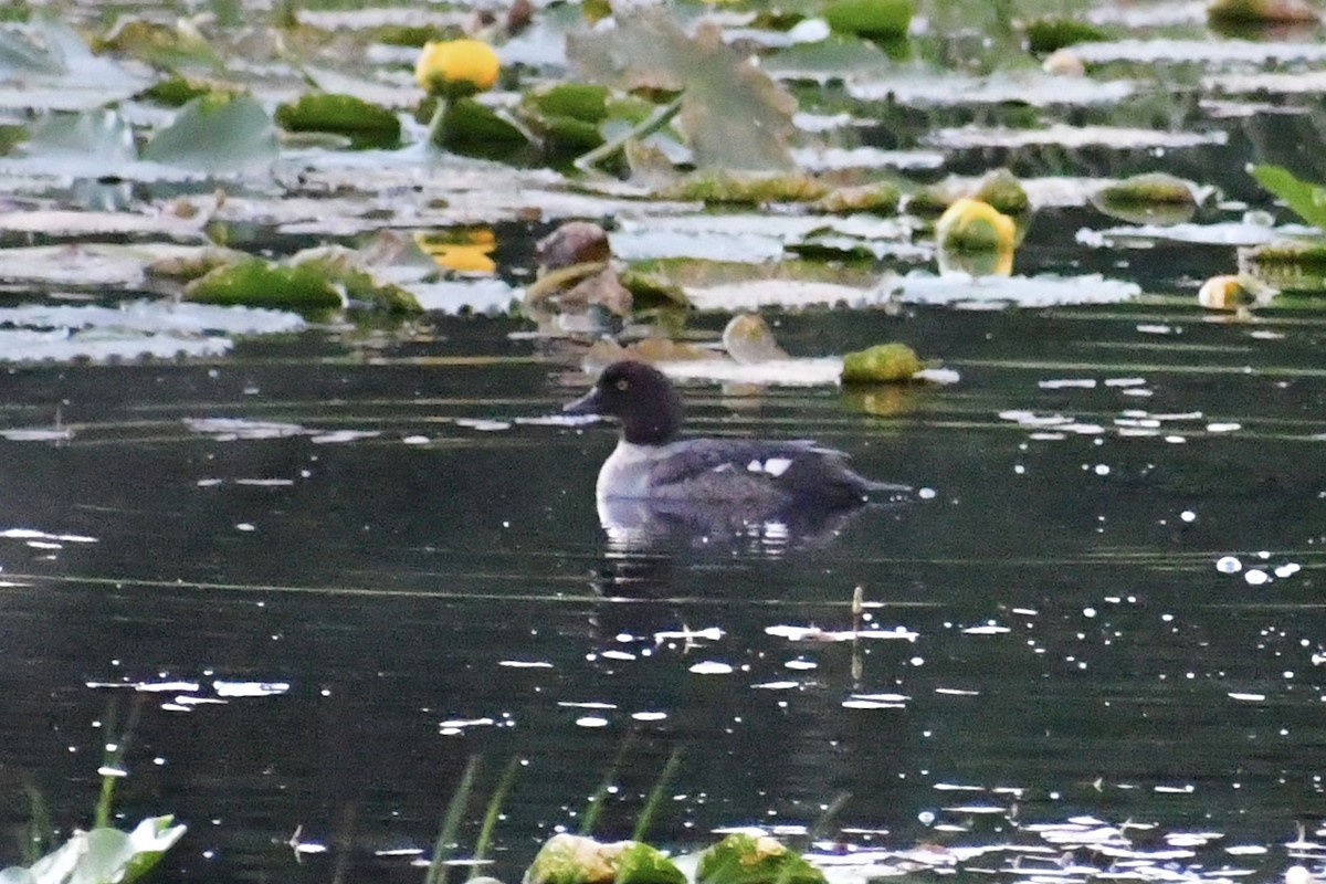 Common Goldeneye - ML350896351