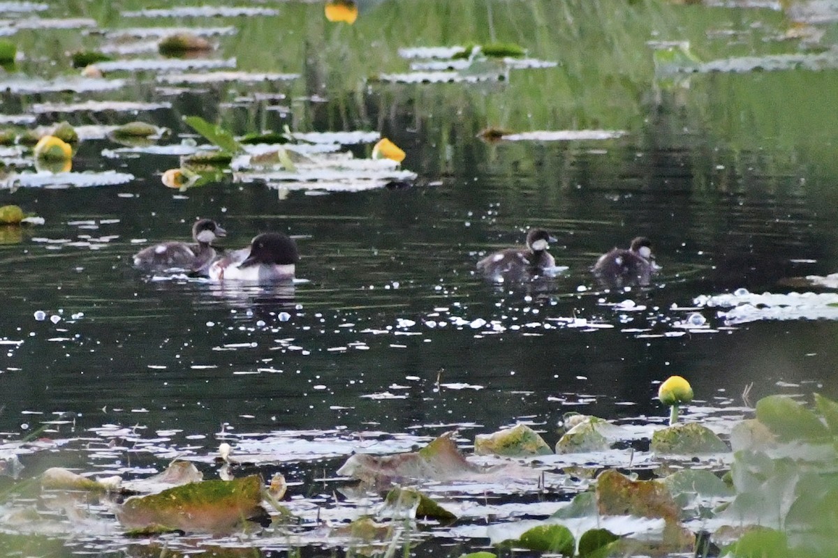 Common Goldeneye - ML350896361