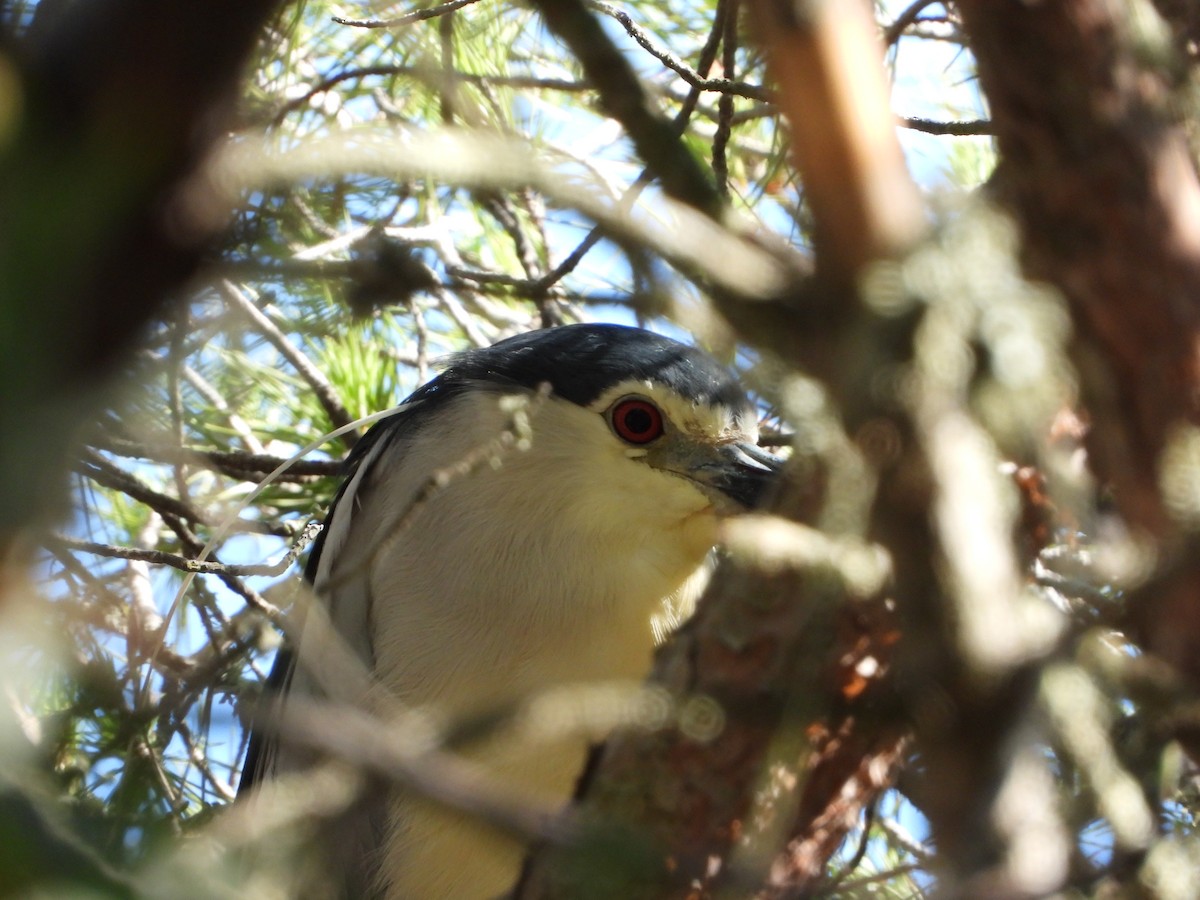 Black-crowned Night Heron - Diogo  Portela