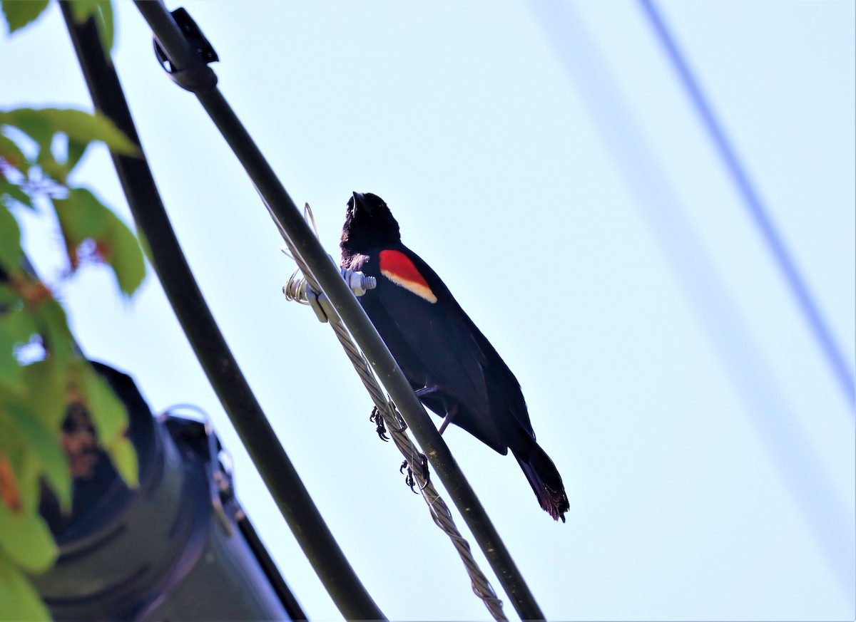 Red-winged Blackbird - ML350897941