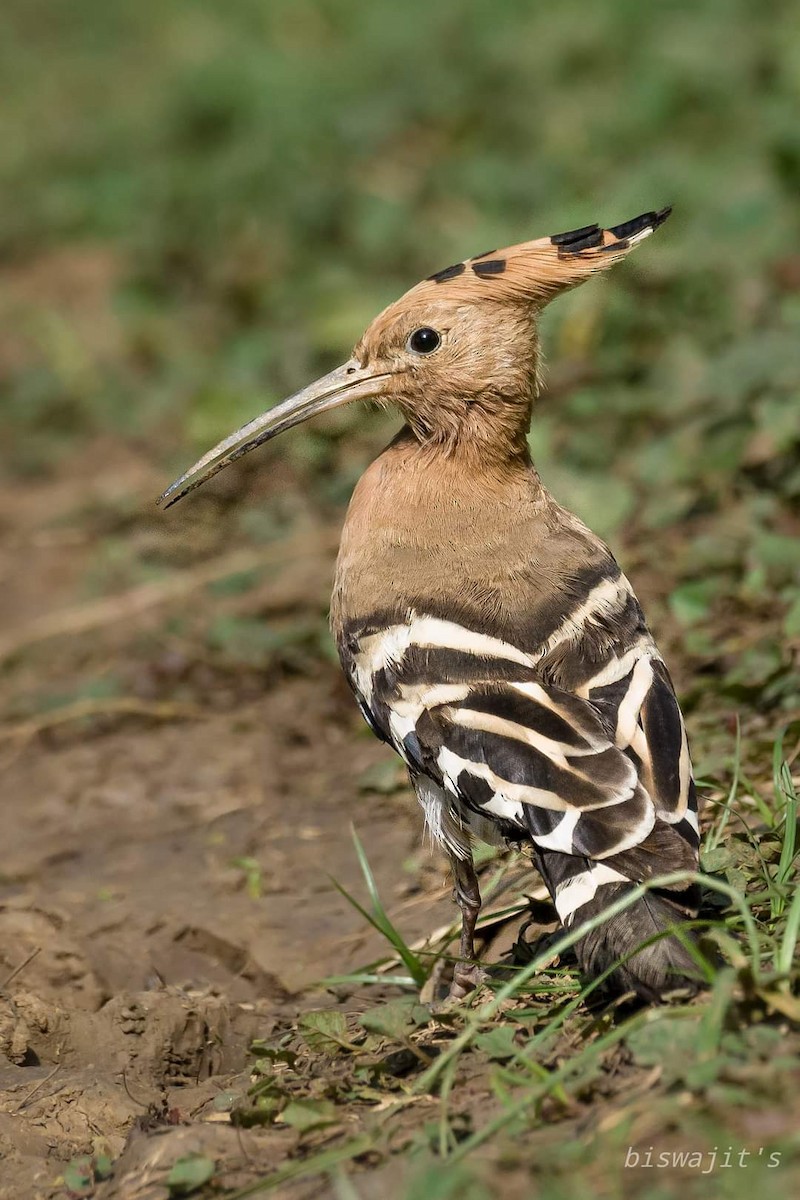 Eurasian Hoopoe - ML350898151