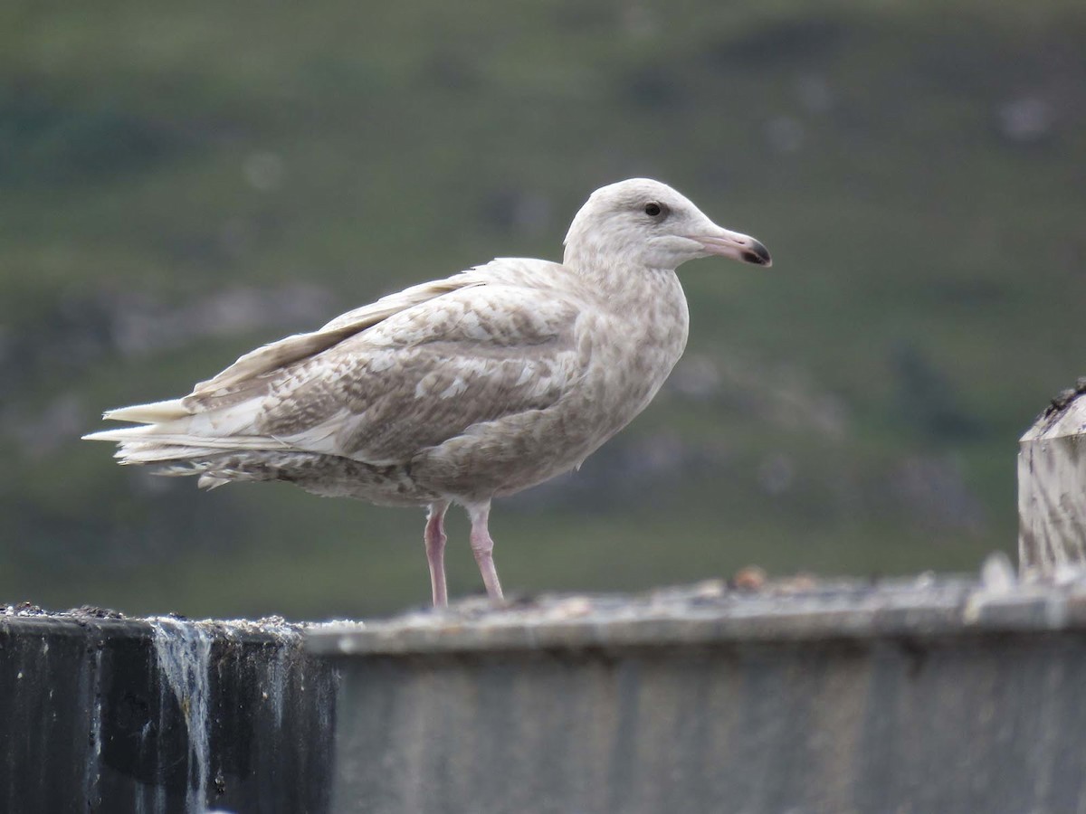 Glaucous Gull - ML350898181