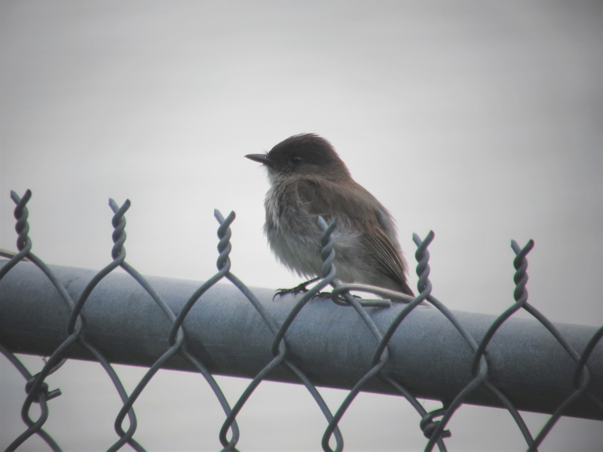 Eastern Phoebe - ML350899961