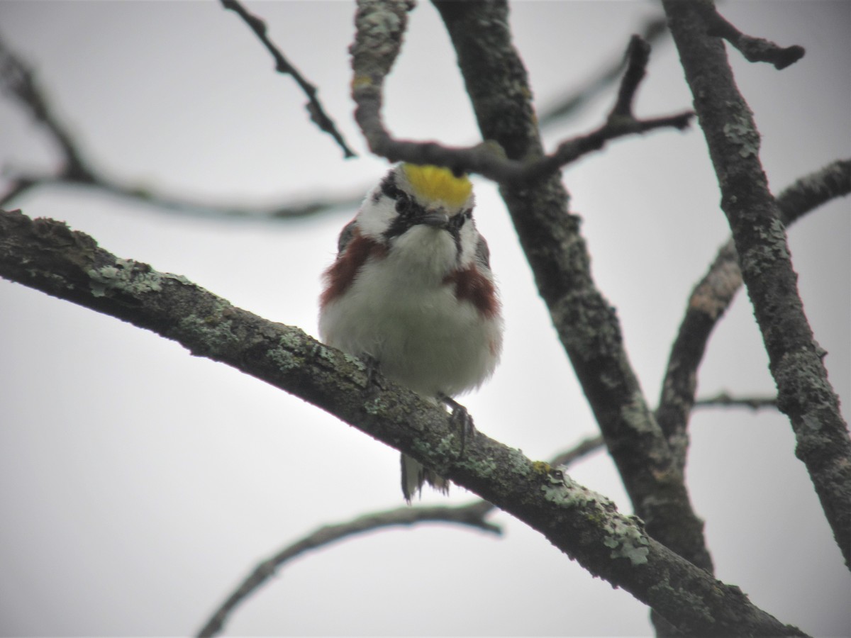 Chestnut-sided Warbler - ML350900021