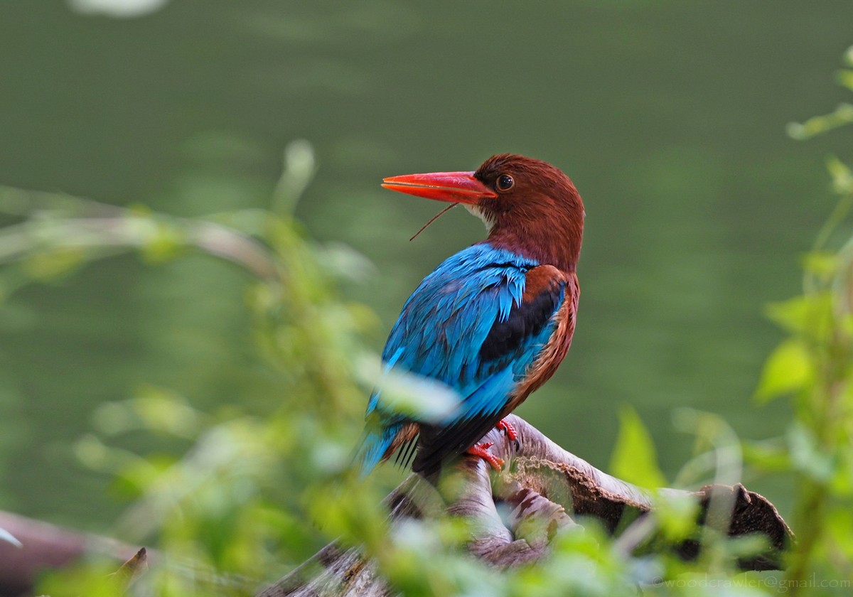 White-throated Kingfisher - ML350902481