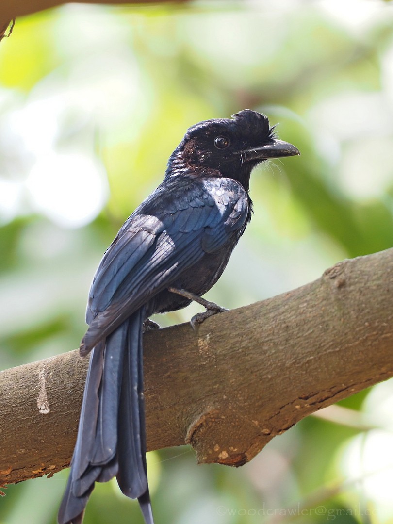 Greater Racket-tailed Drongo - ML350902741