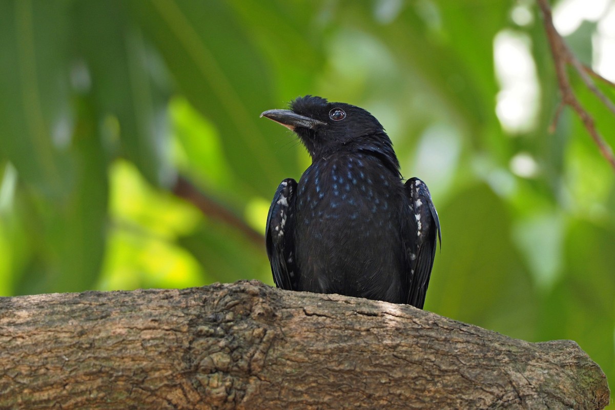 Drongo de Raquetas Grande - ML350902801