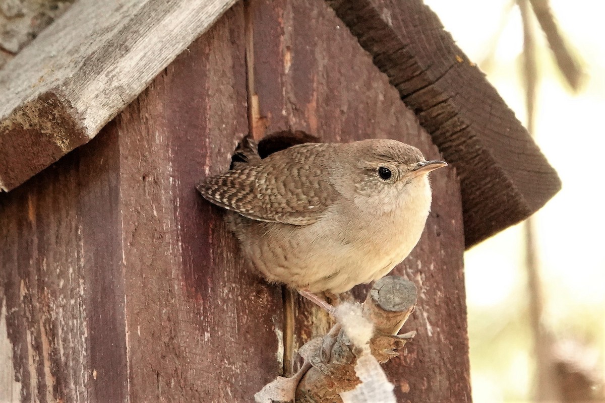 House Wren - ML350902861