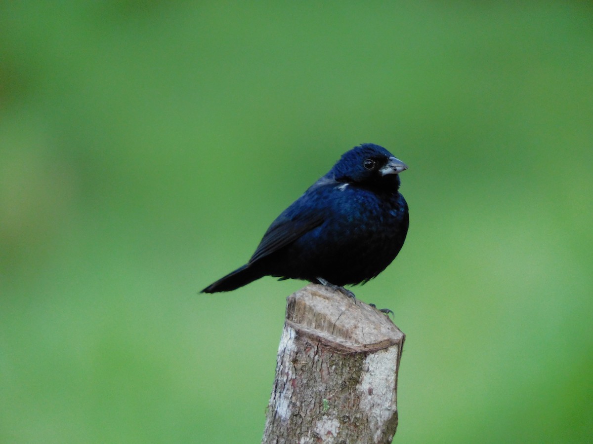 Blue-black Grassquit - ML350903281