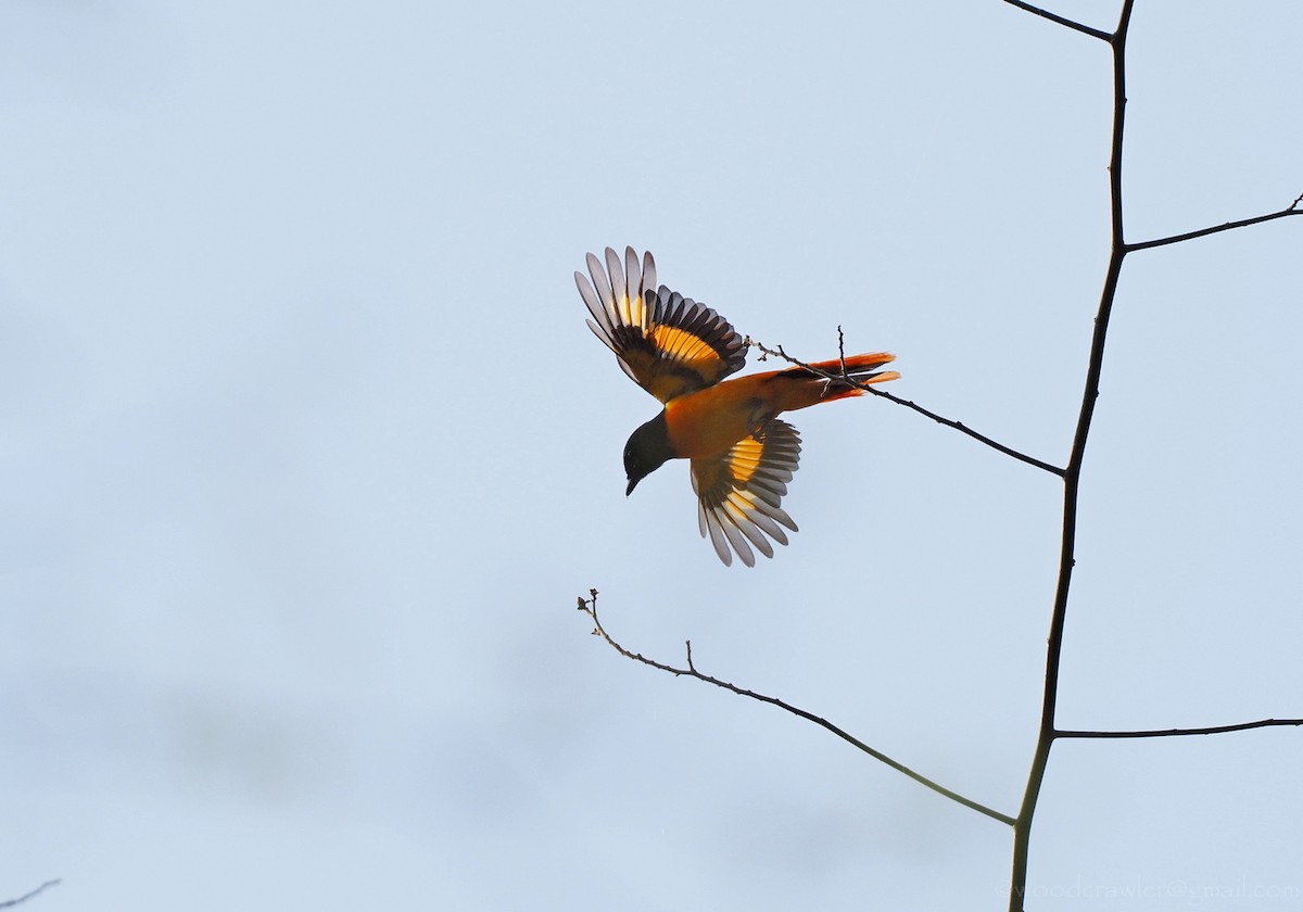 Small Minivet - ML350903531