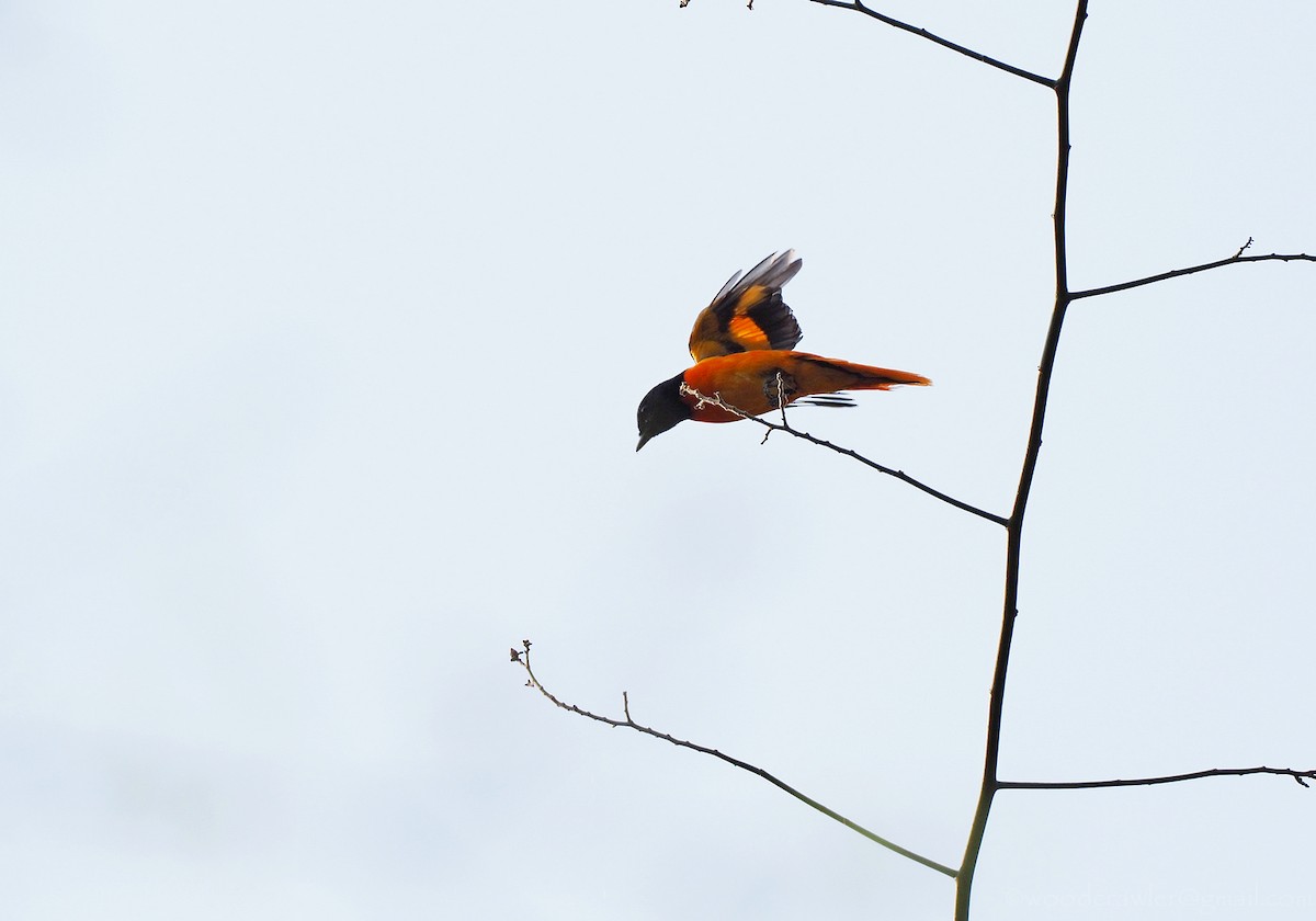 Small Minivet - ML350903541