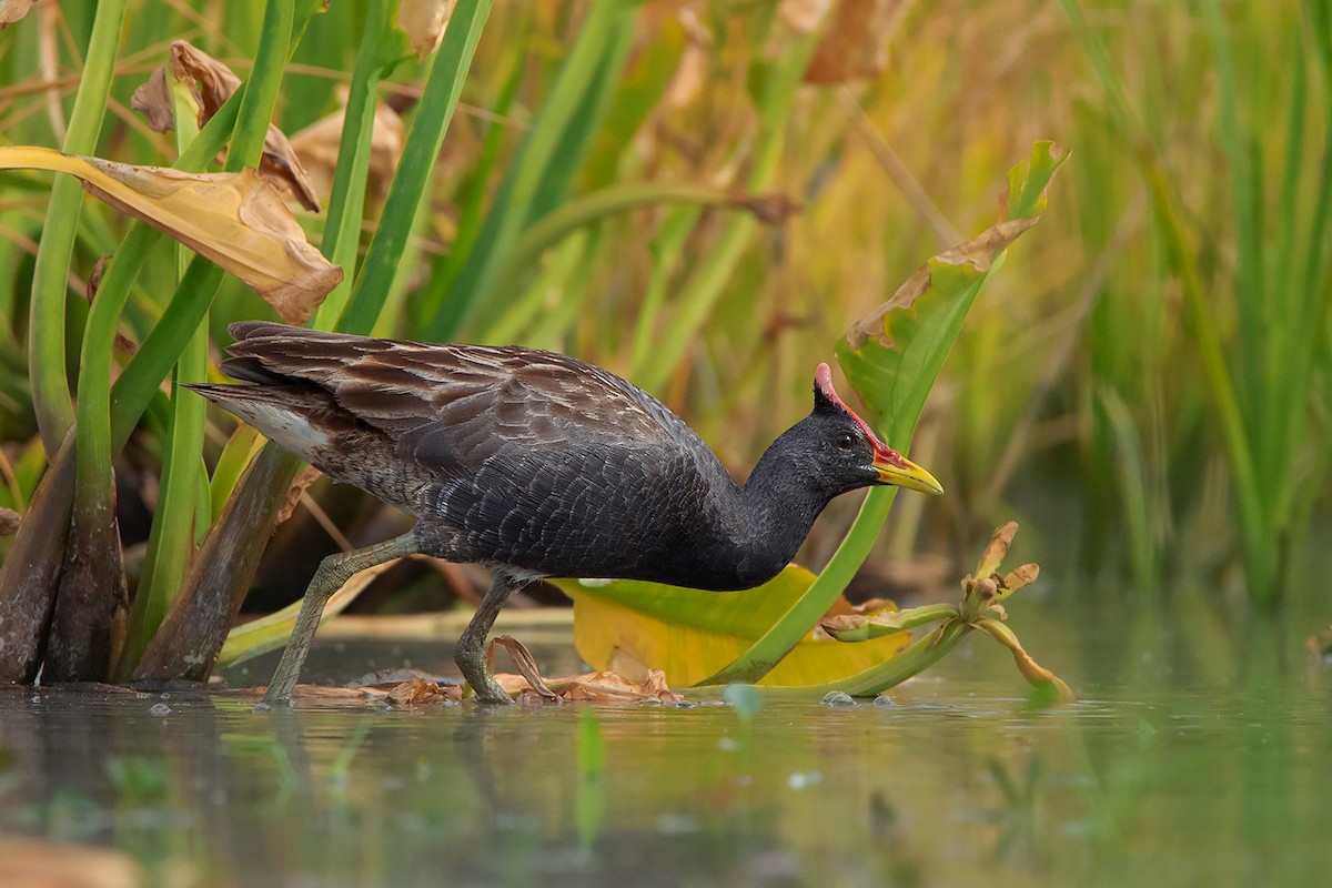 Watercock - Ayuwat Jearwattanakanok
