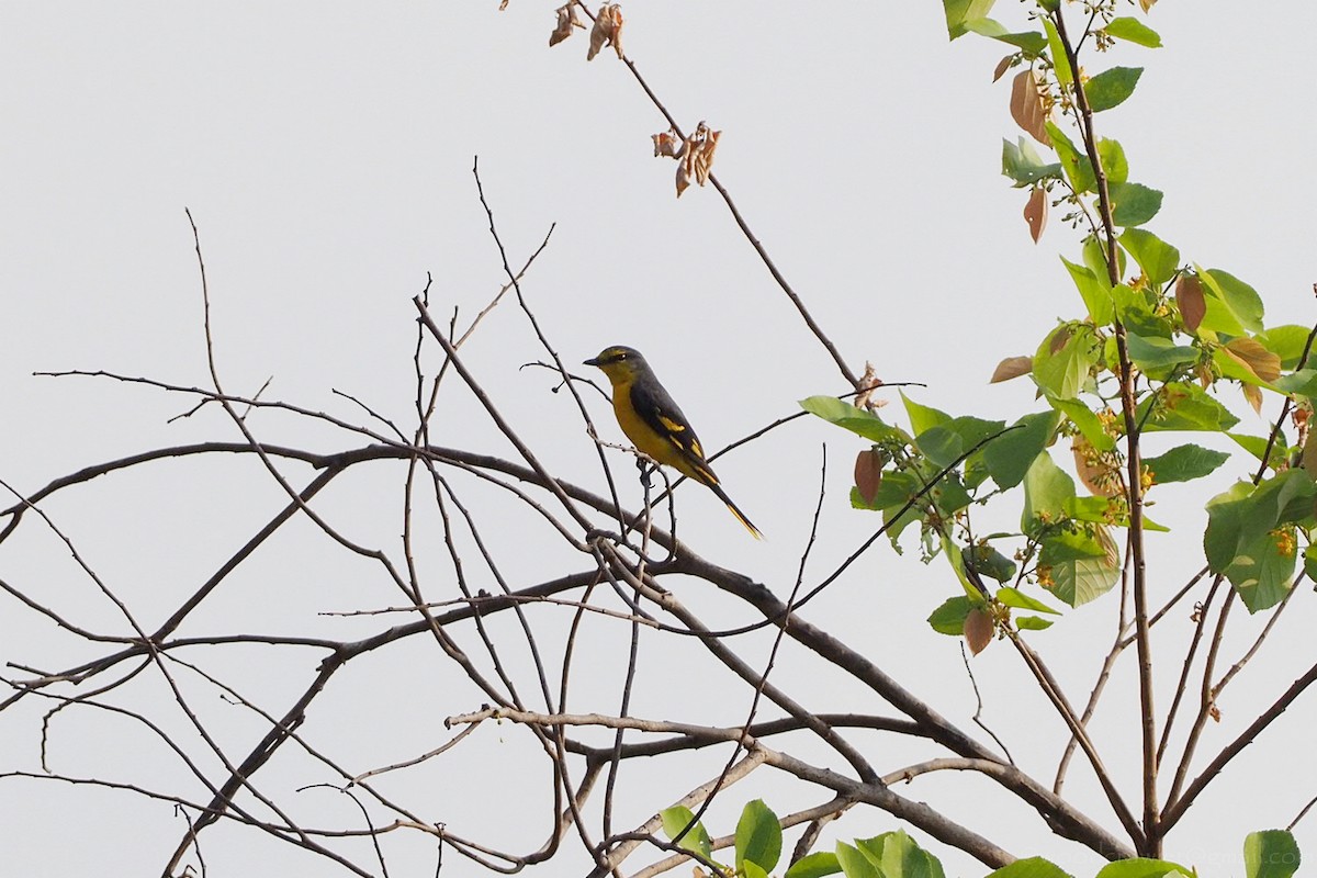 Small Minivet - ML350903811