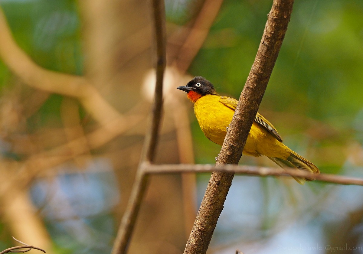 Flame-throated Bulbul - ML350903951