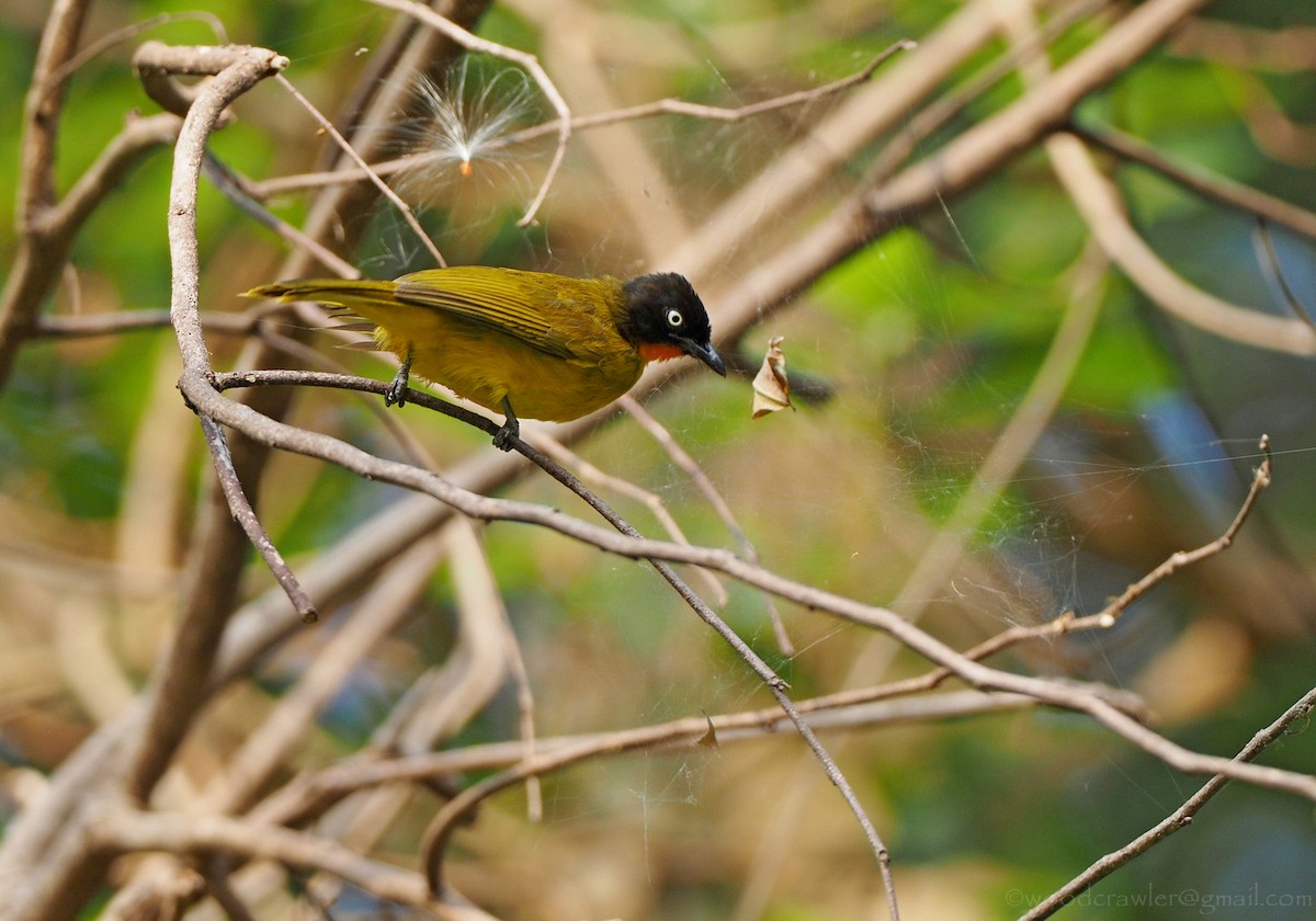 Bulbul à gorge rubis - ML350904291