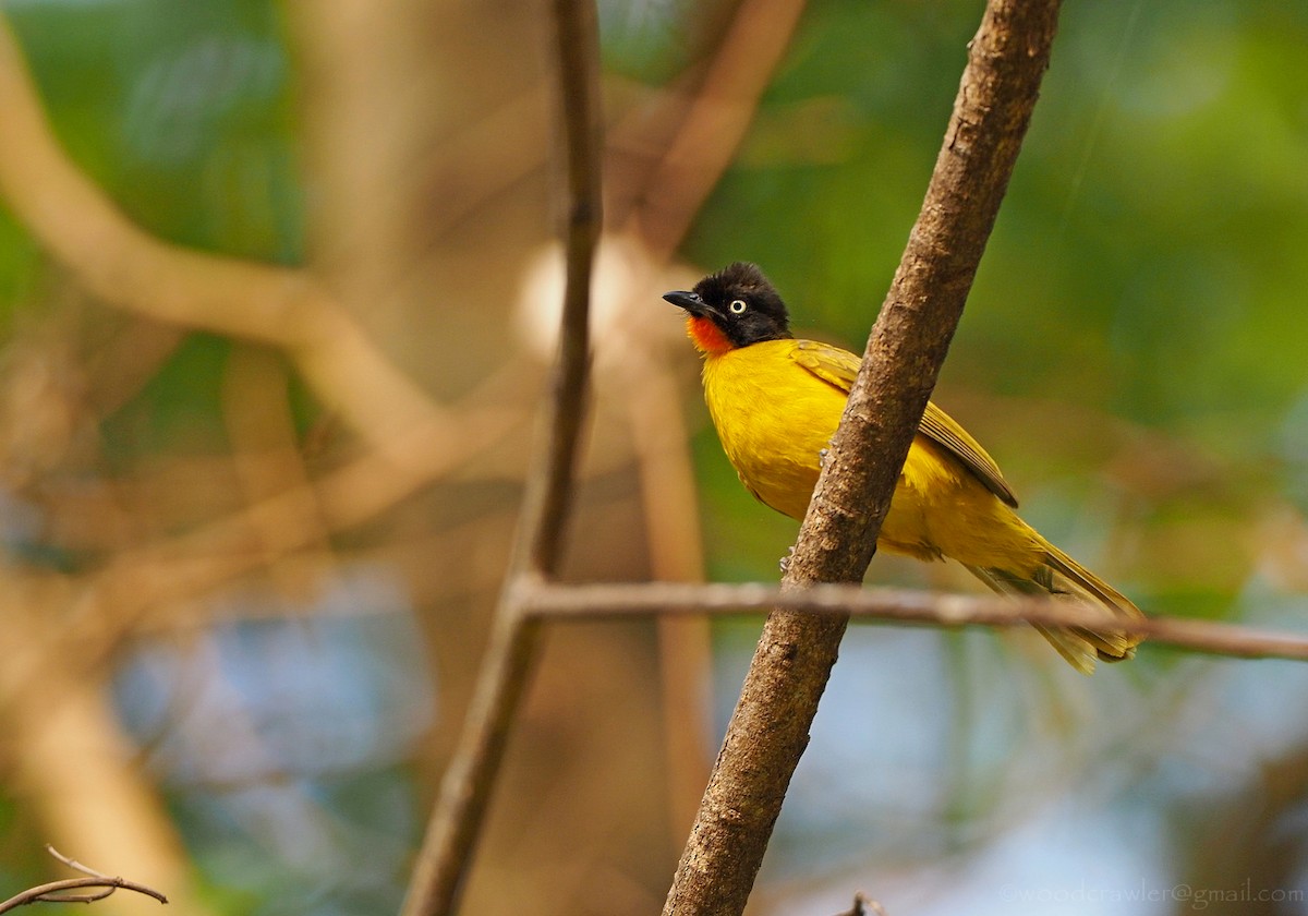 Flame-throated Bulbul - Rajesh Radhakrishnan