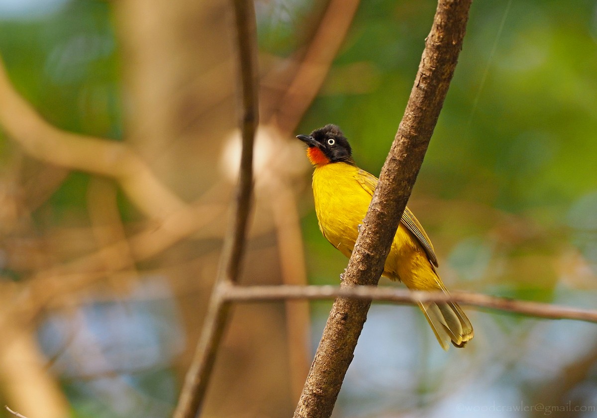 Flame-throated Bulbul - Rajesh Radhakrishnan