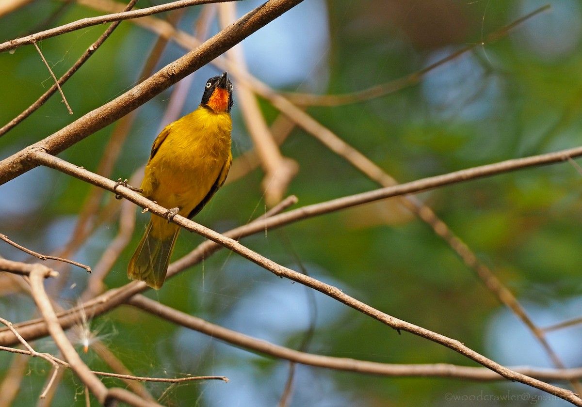 Bulbul Gorjinaranja - ML350904431