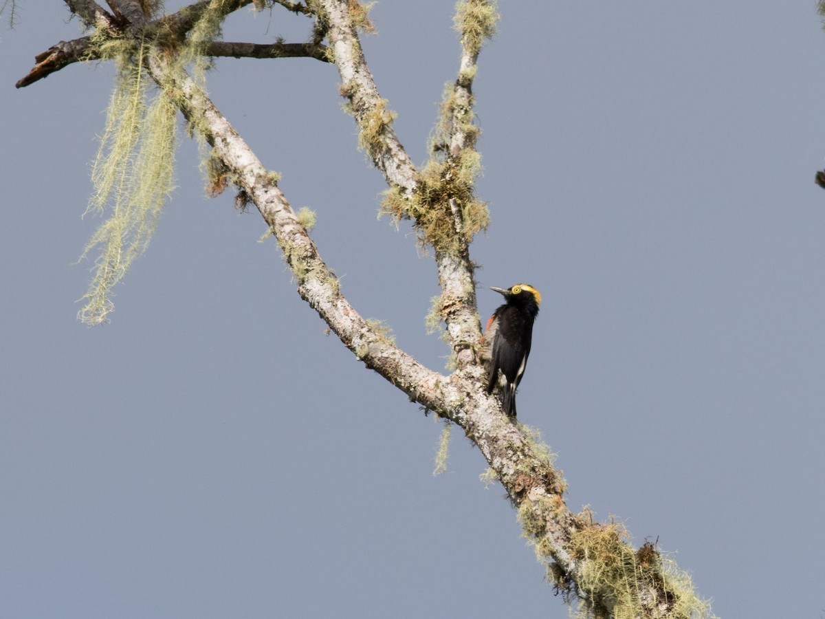 Yellow-tufted Woodpecker - ML35090481