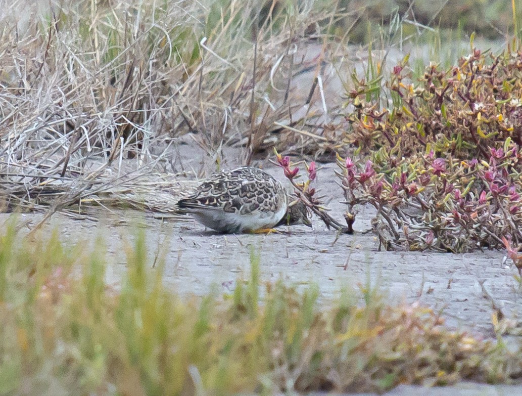 Least Seedsnipe - ML350906491