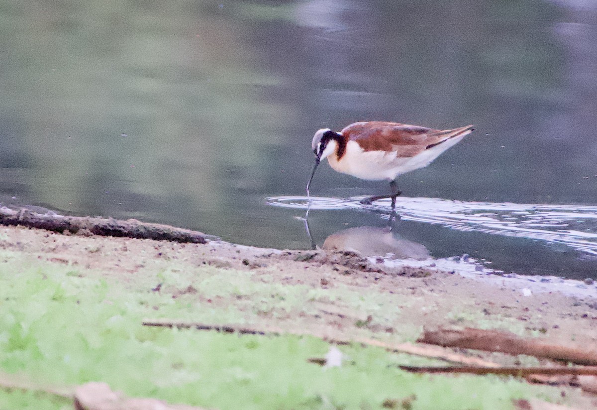 Falaropo Tricolor - ML350907761