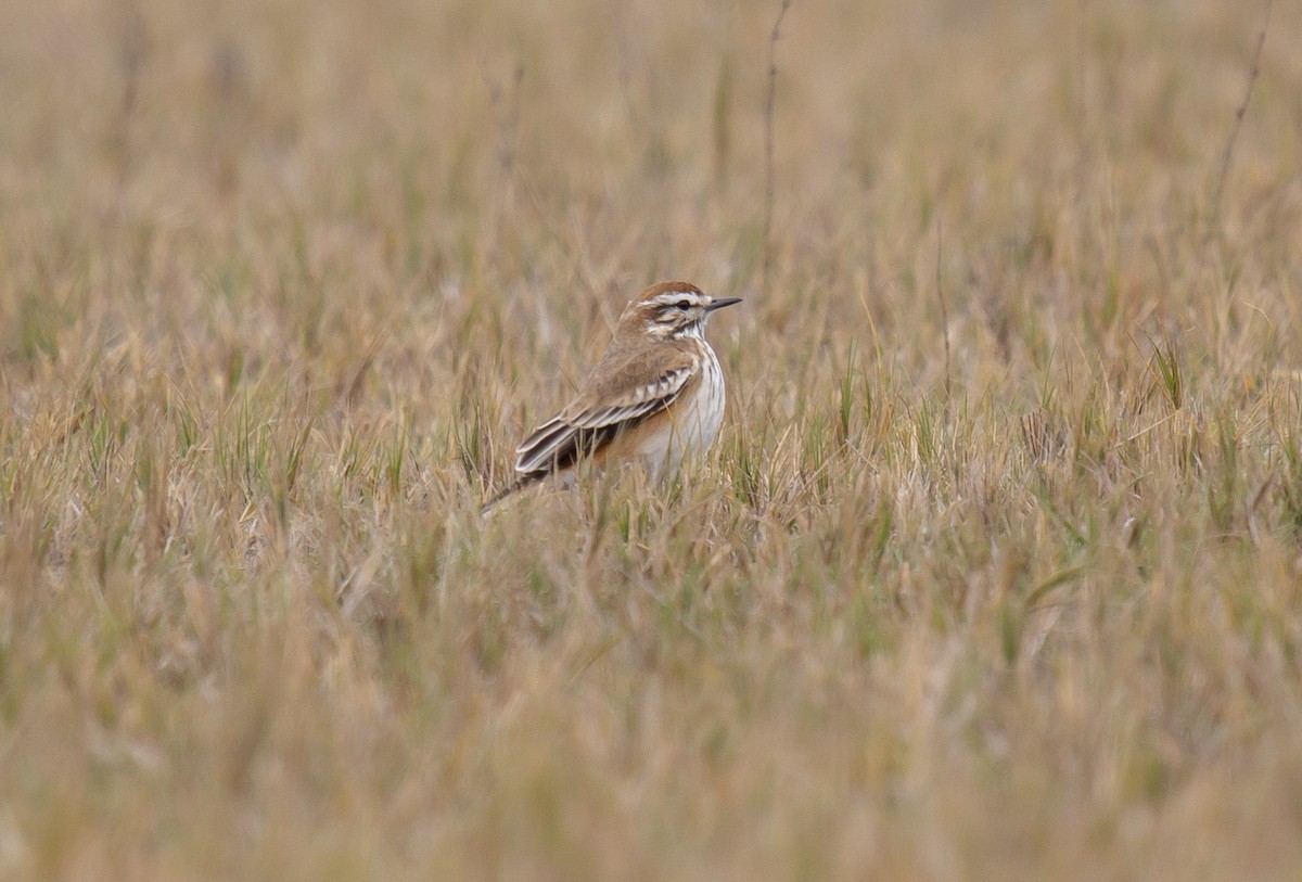 Rusty-backed Monjita - ML350907971