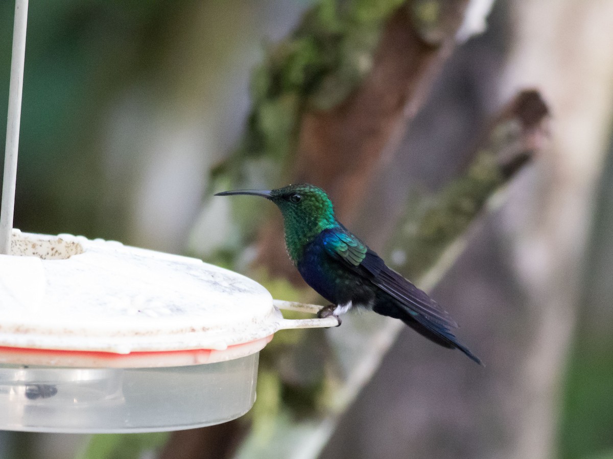 Fork-tailed Woodnymph - ML35090831