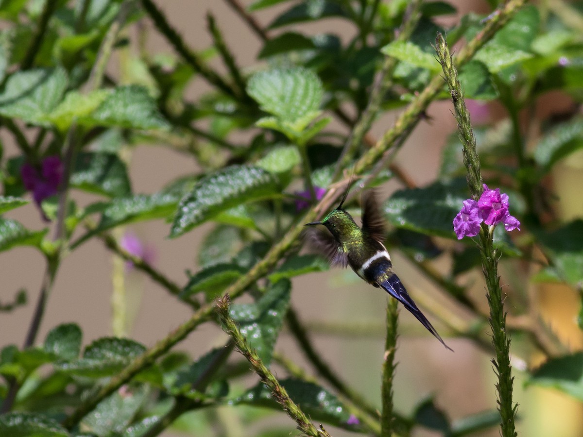 Wire-crested Thorntail - ML35090951