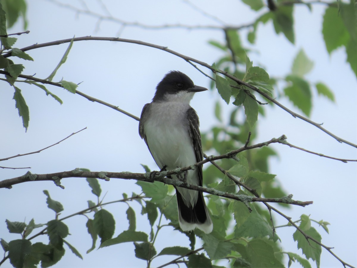 Eastern Kingbird - ML350909571