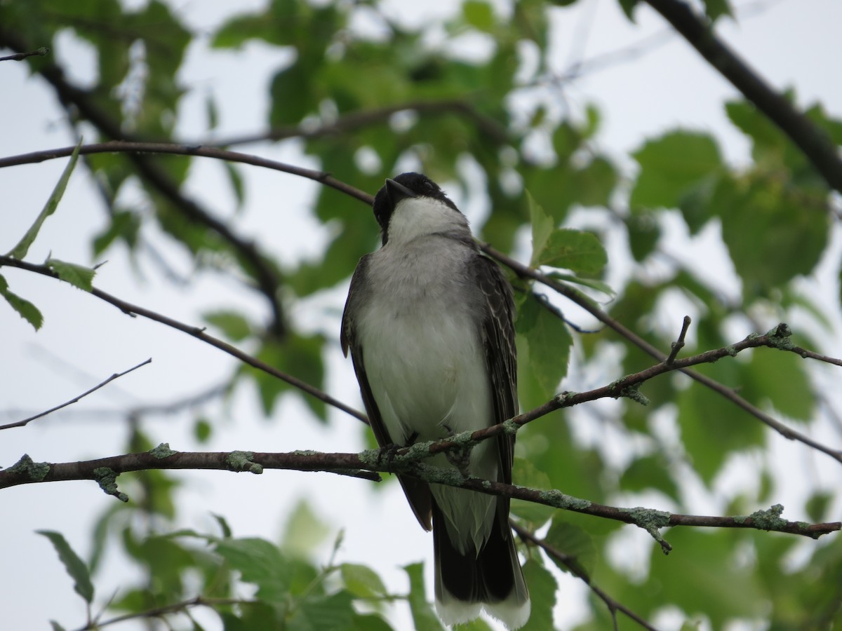 Eastern Kingbird - ML350909591