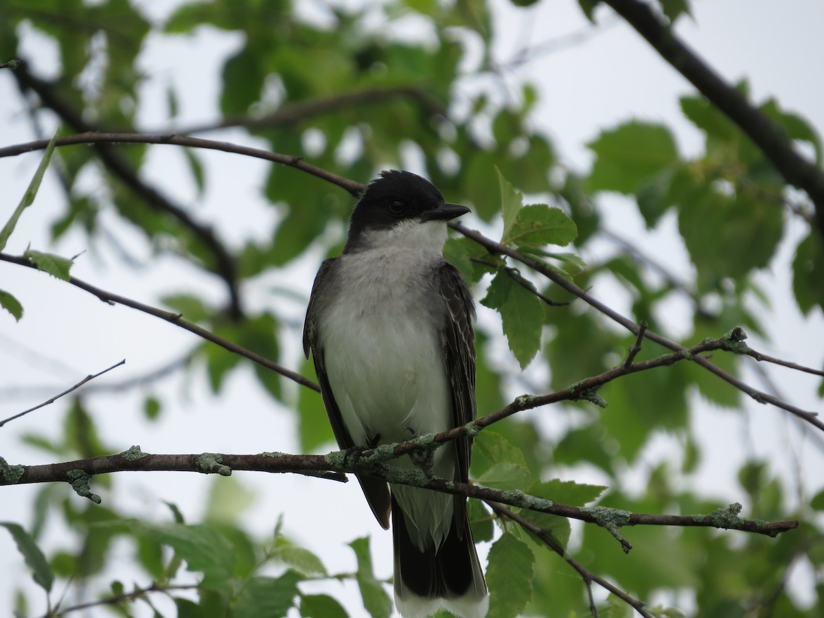 Eastern Kingbird - ML350909601